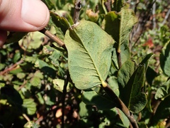Dirca occidentalis