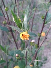 Sida spinosa