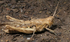 Chorthippus brunneus