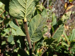 Dirca occidentalis