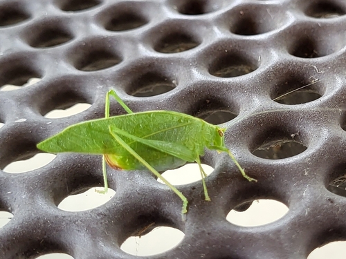 Modest Katydid photo 4