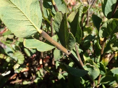 Dirca occidentalis