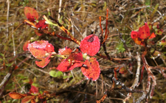 Vaccinium myrtillus