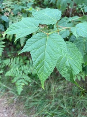 Acer ginnala