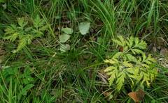 Pleurospermum uralense