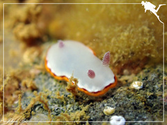 Goniobranchus rubrocornutus