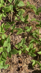 Rubus ursinus