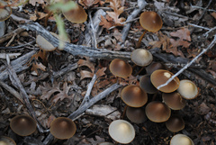 Psathyrella