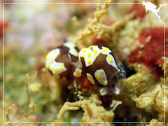 Colpodaspis thompsoni