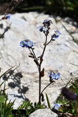 Myosotis
