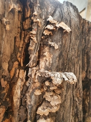 Fuscopostia fragilis