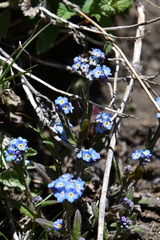 Myosotis