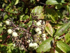 Cornus sericea