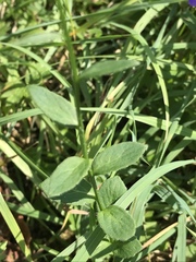 Campanula rhomboidalis
