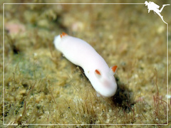 Verconia simplex