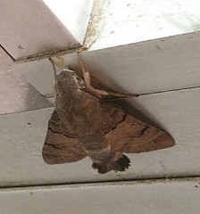 Macroglossum stellatarum