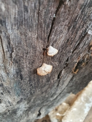 Fuscopostia fragilis