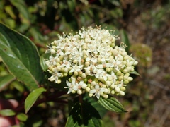 Cornus sericea