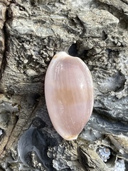 Naria erosa