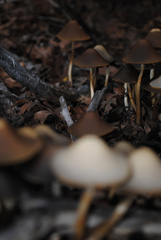 Psathyrella