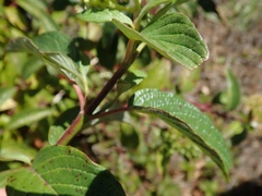 Cornus sericea