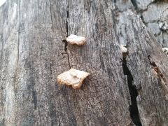 Fuscopostia fragilis