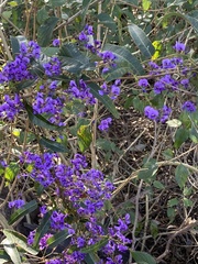 Hardenbergia violacea