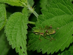 Odontopodisma schmidtii