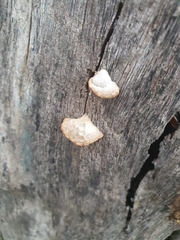 Fuscopostia fragilis