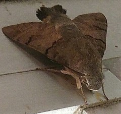 Macroglossum stellatarum