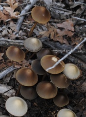 Psathyrella