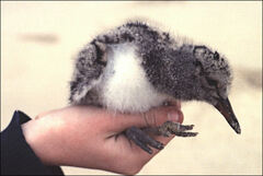 Haematopus longirostris