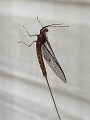 Hexagenia limbata