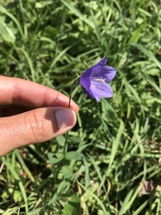 Campanula rhomboidalis