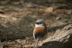 Junco phaeonotus
