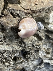 Naria erosa