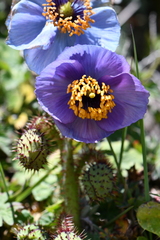 Meconopsis