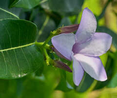 Cryptostegia madagascariensis