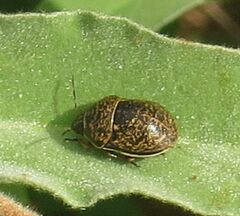 Orsilochides guttata