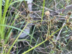 Scirpus microcarpus