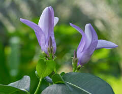 Cryptostegia madagascariensis