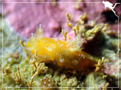 Plocamopherus pecoso