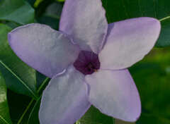 Cryptostegia madagascariensis