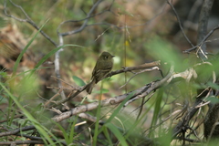 Empidonax