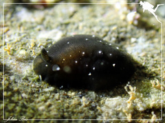 Dendrodoris nigra
