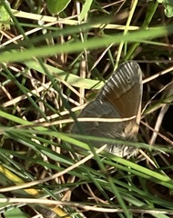 Coenonympha california