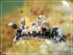 Goniodoris joubini