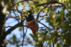 Trogon elegans