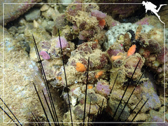 Camposcia retusa