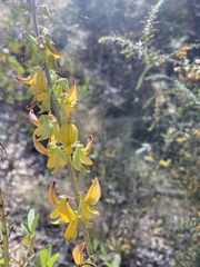 Crotalaria pallida